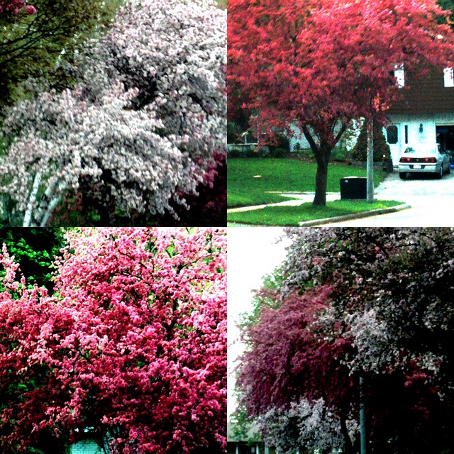 collage132.jpg