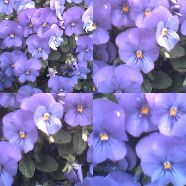 collage151.jpg