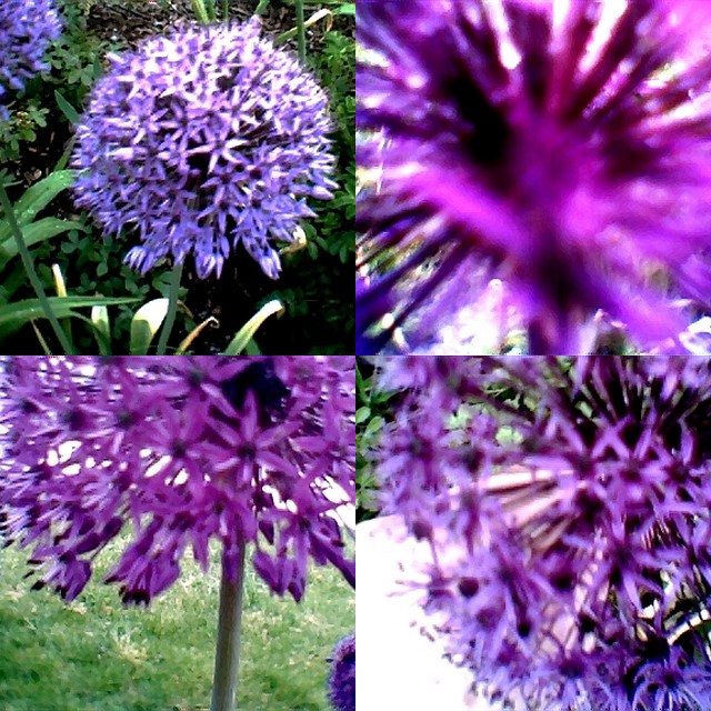 collage165.jpg