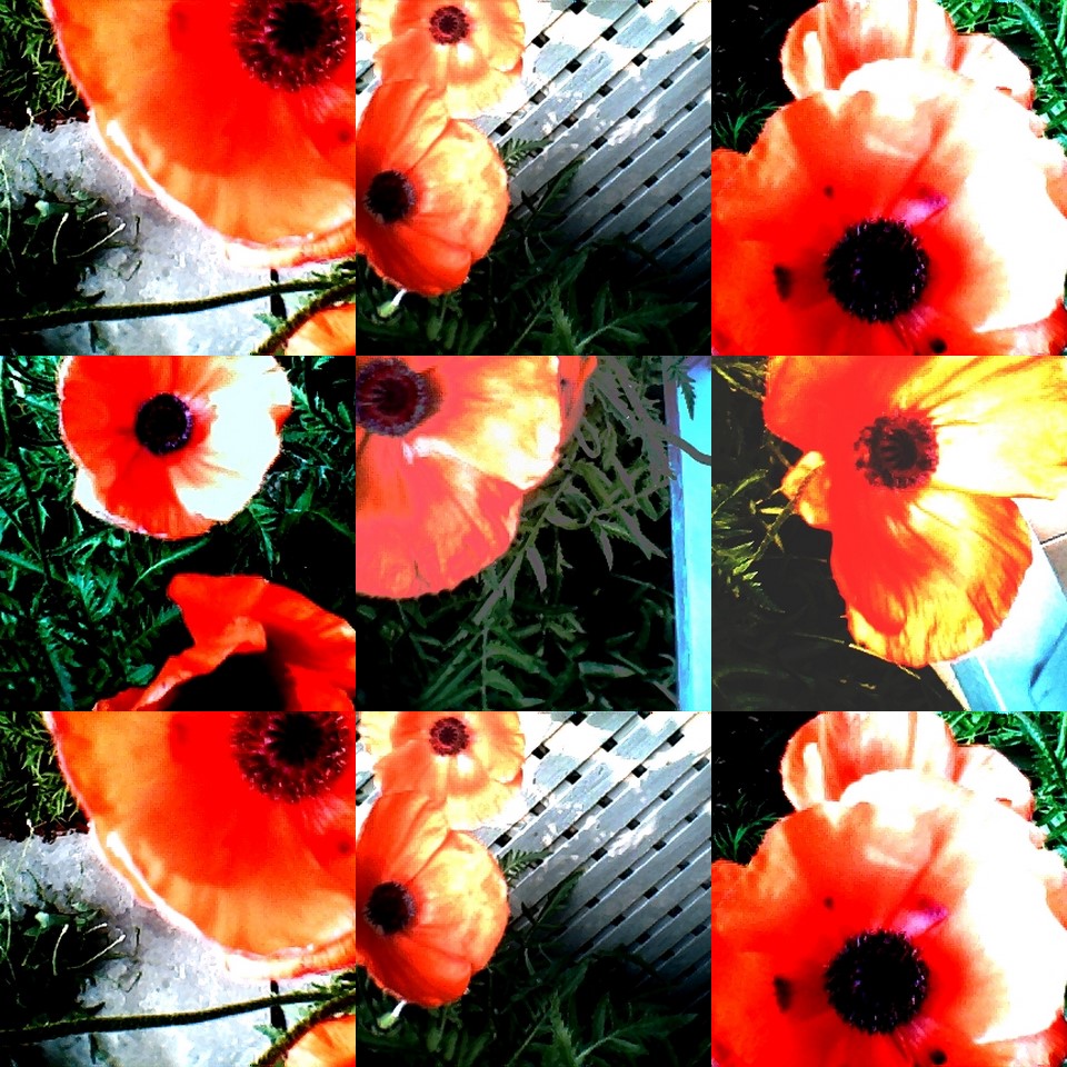 collage171.jpg