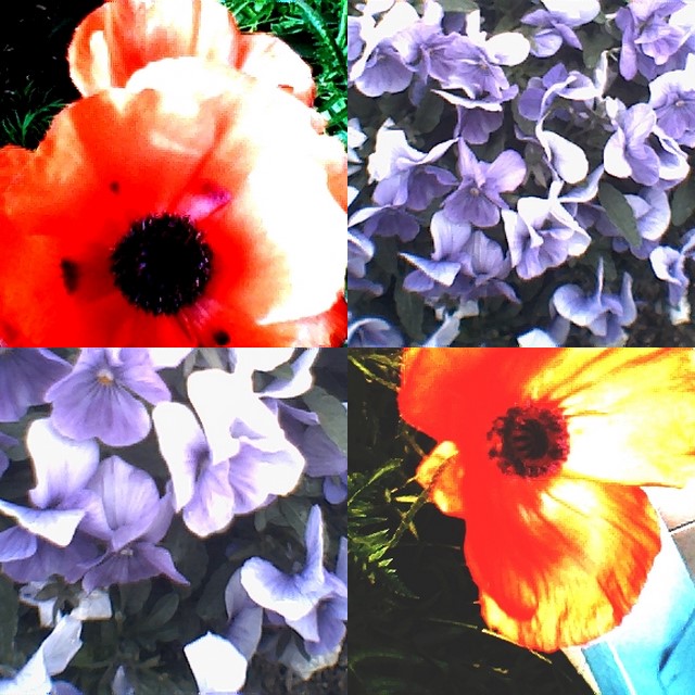 collage174.jpg
