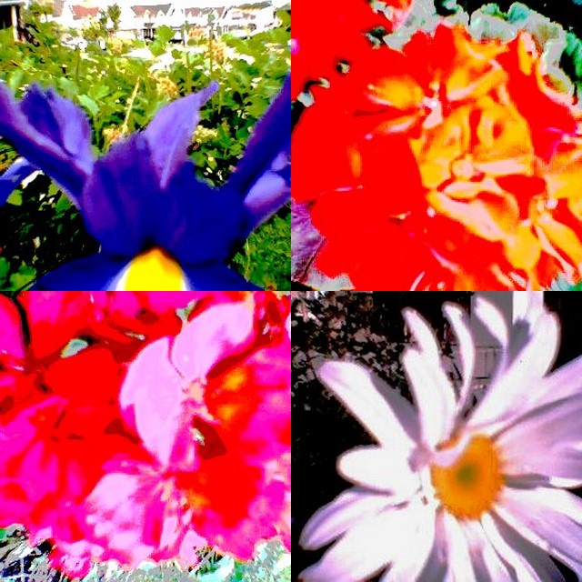 collage184.jpg