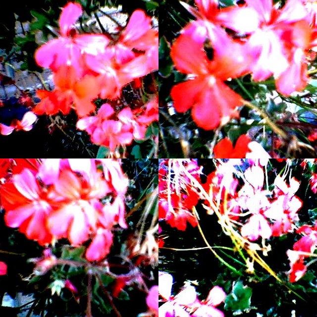 collage179.jpg