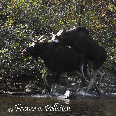 Accouplement Orignaux_DSC2606.jpg