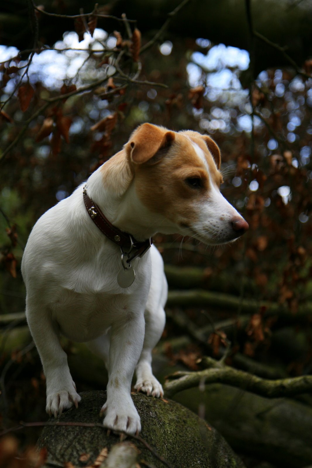 Tree Climbing