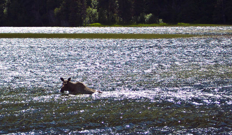 Anchorage-bound moose