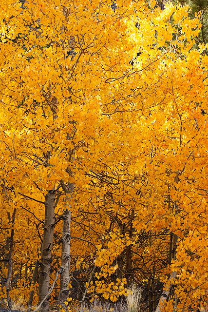 Aspen Color, Road to South Lake