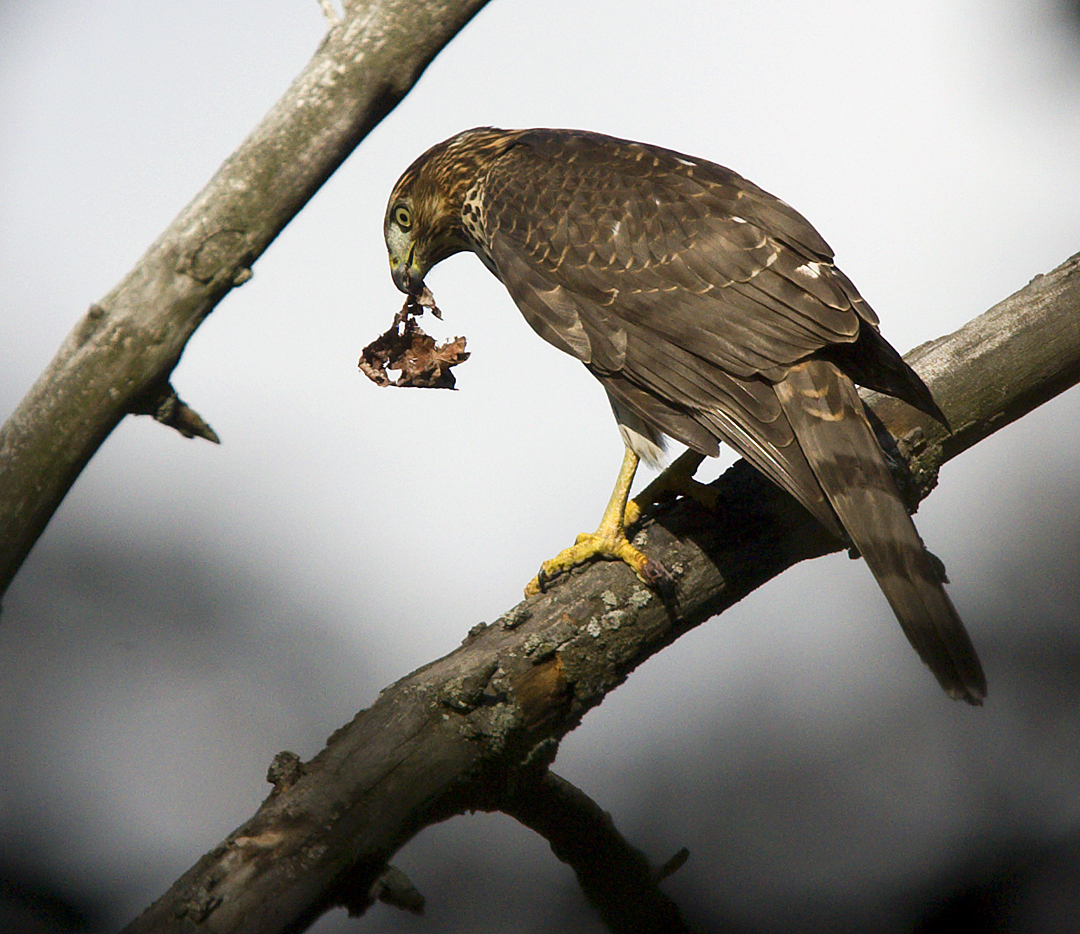 Coopers Hawk