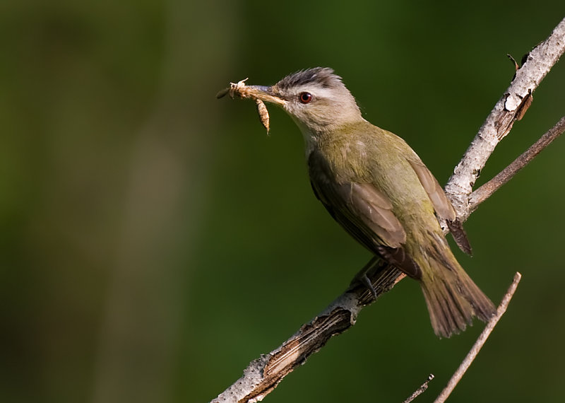 Red-eyed Vireo