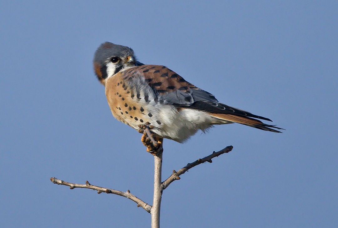 American Kestrel posing