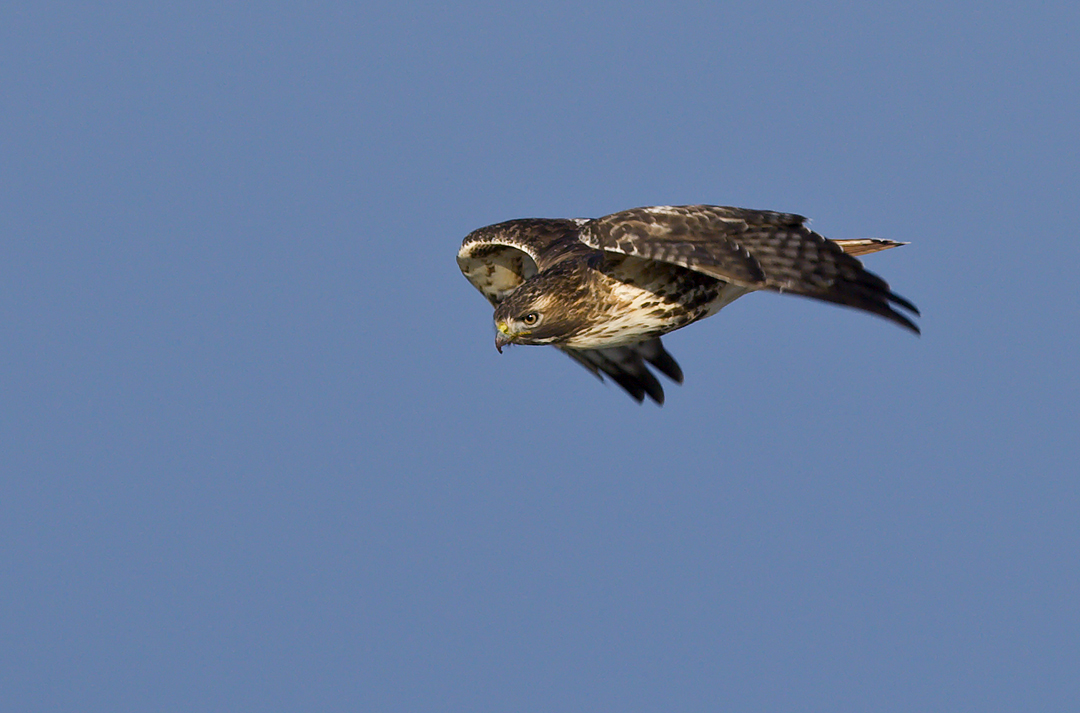Red-tailed Hawk focused on prey