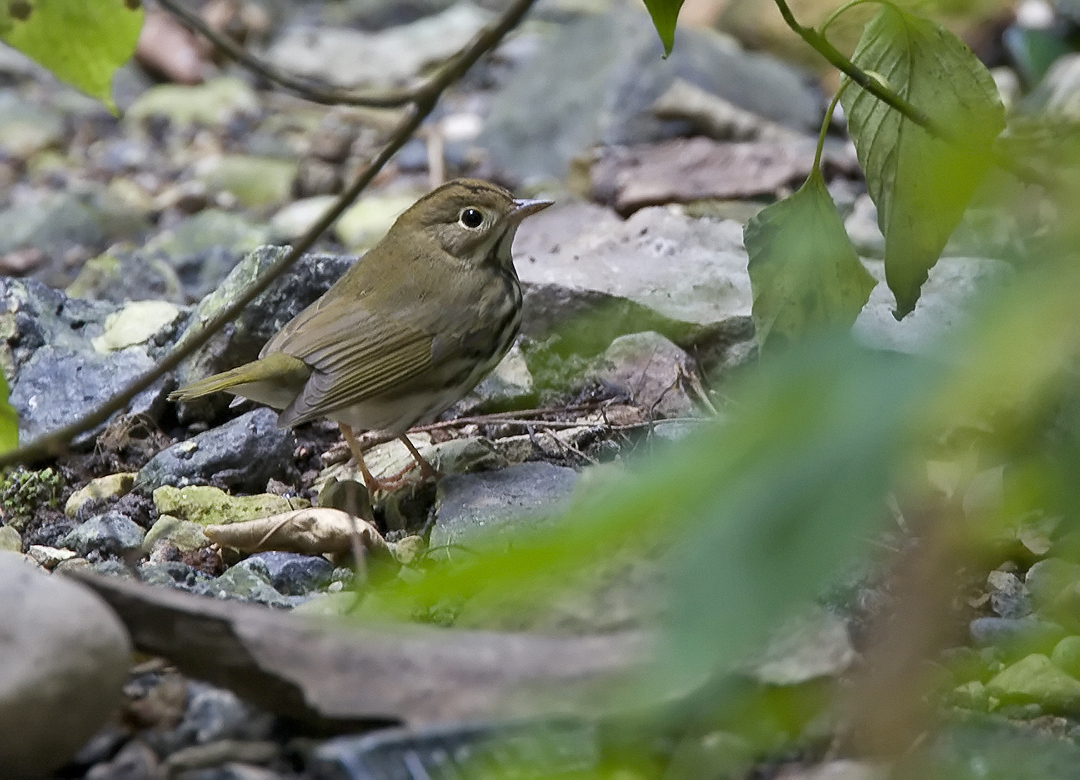 Ovenbird