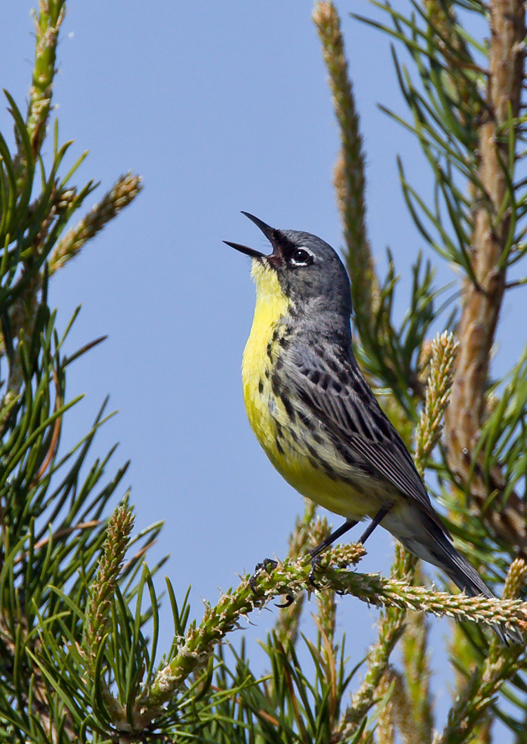 Kirtlands Warbler