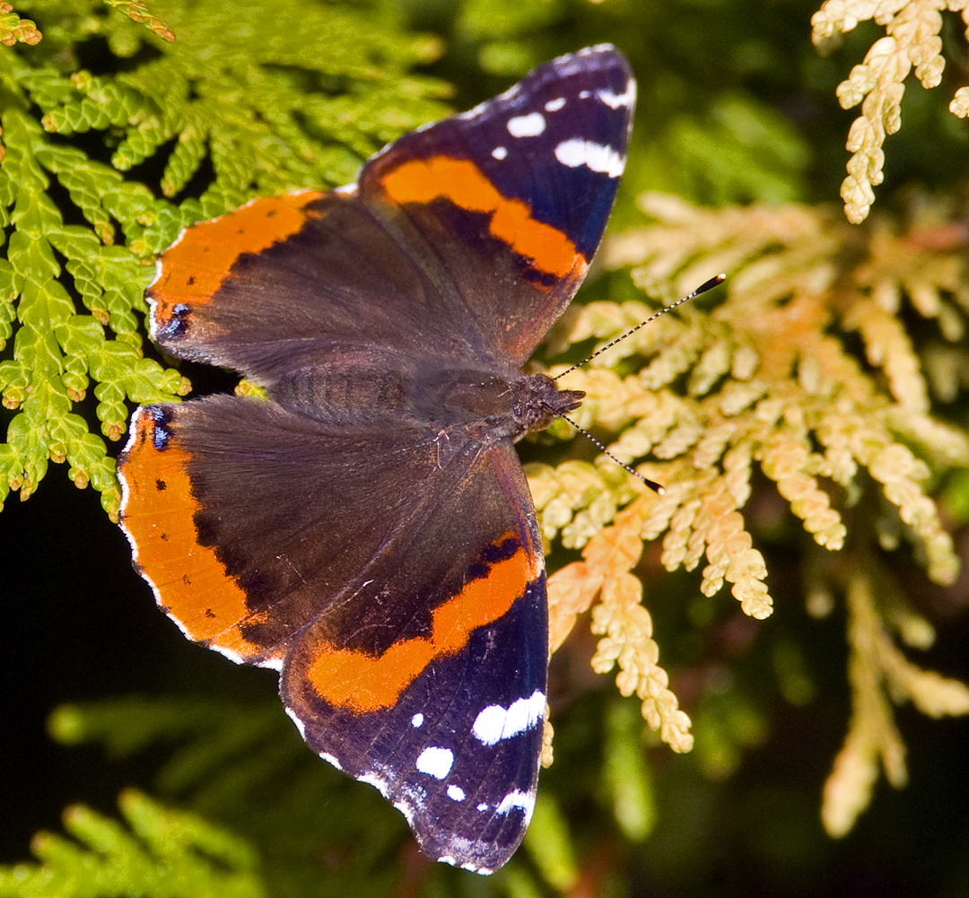 Red Admiral 0065