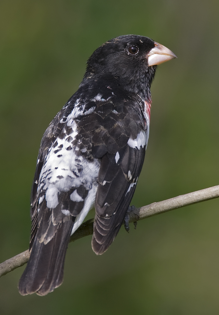 Rose-breasted Grosbeak 0359