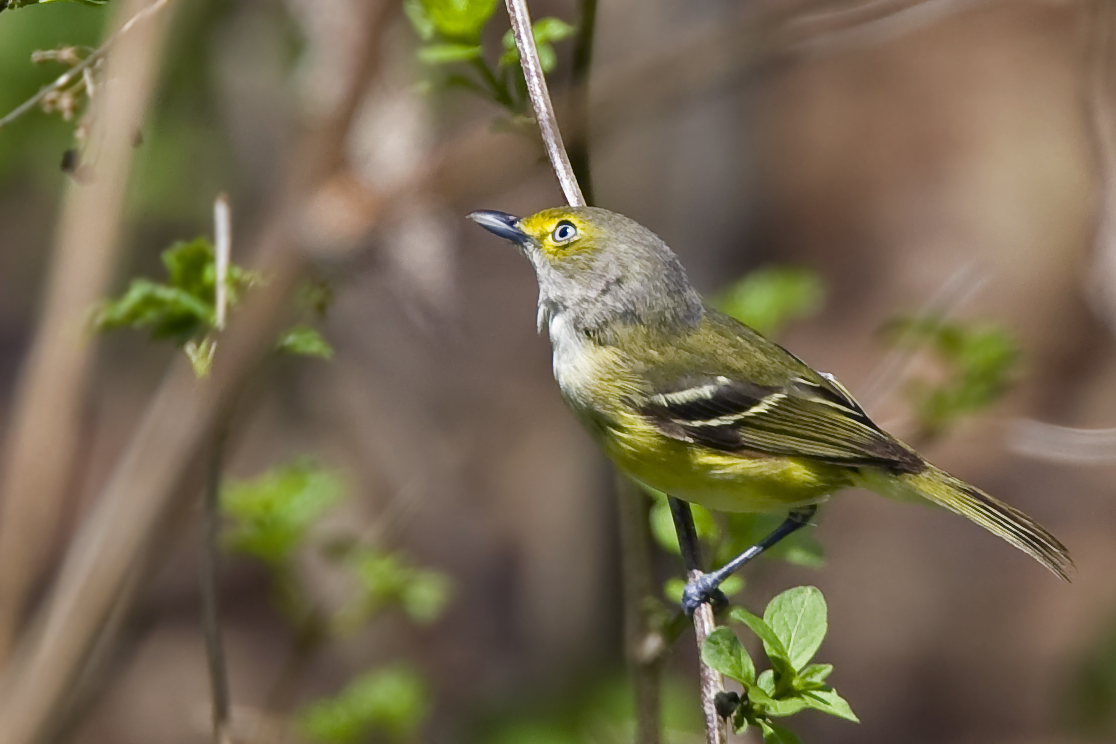 White-eyed Vireo 0434