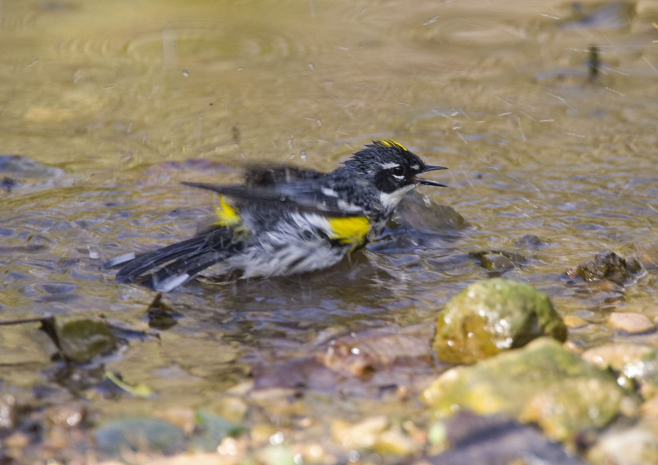 Yellow-rumped Warbler 0194