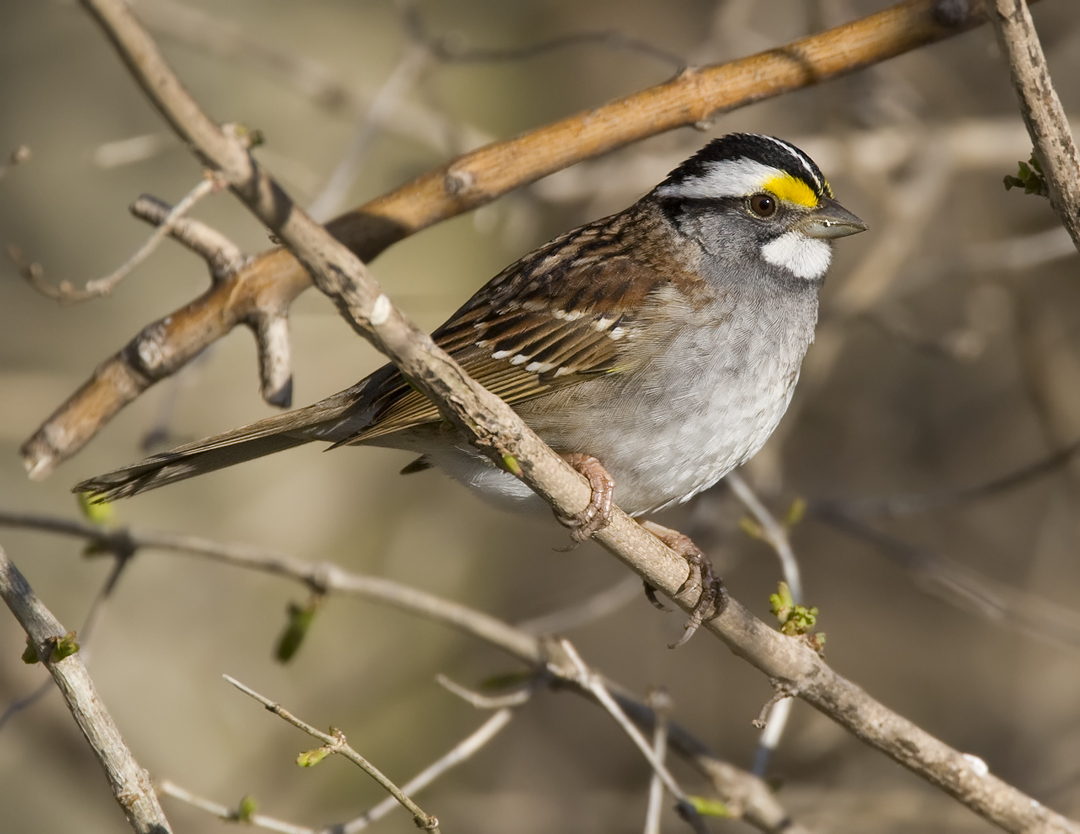 White-throated Sparrow 4356