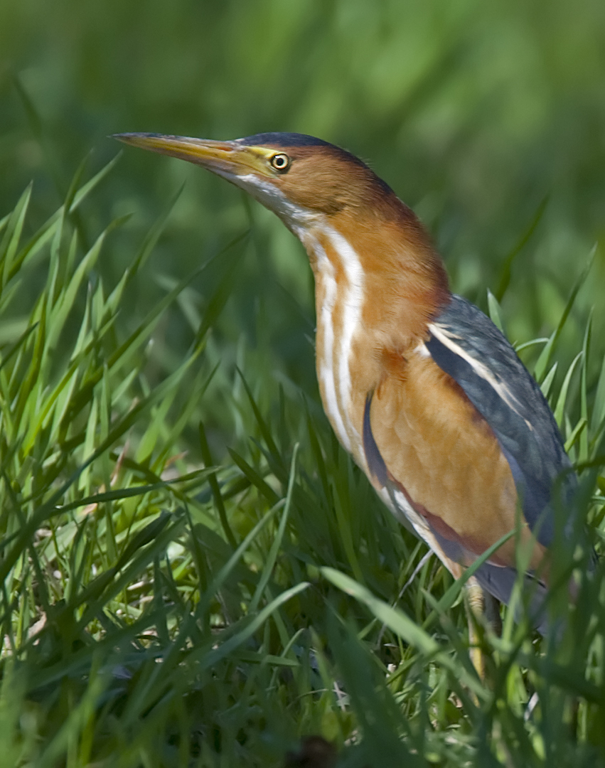 Least Bittern 4789