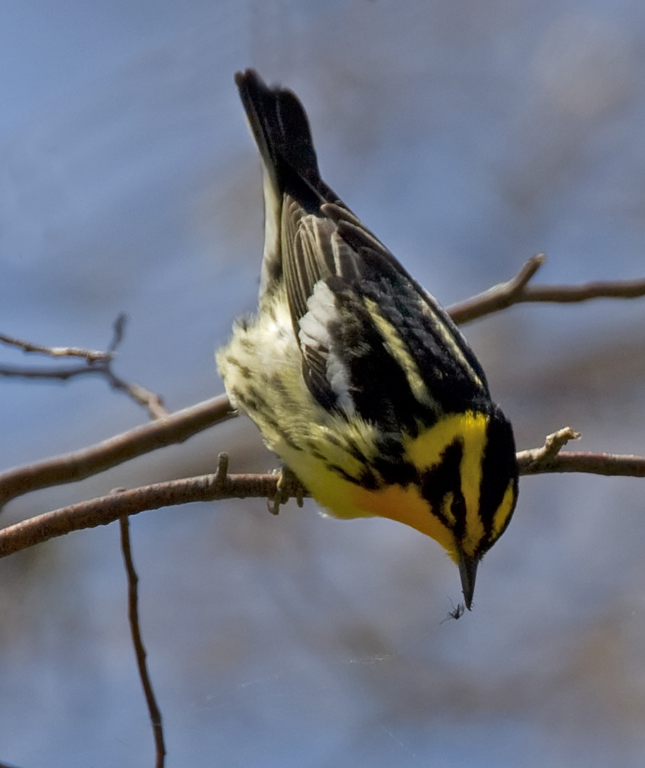 Blackburnian Warbler 4857