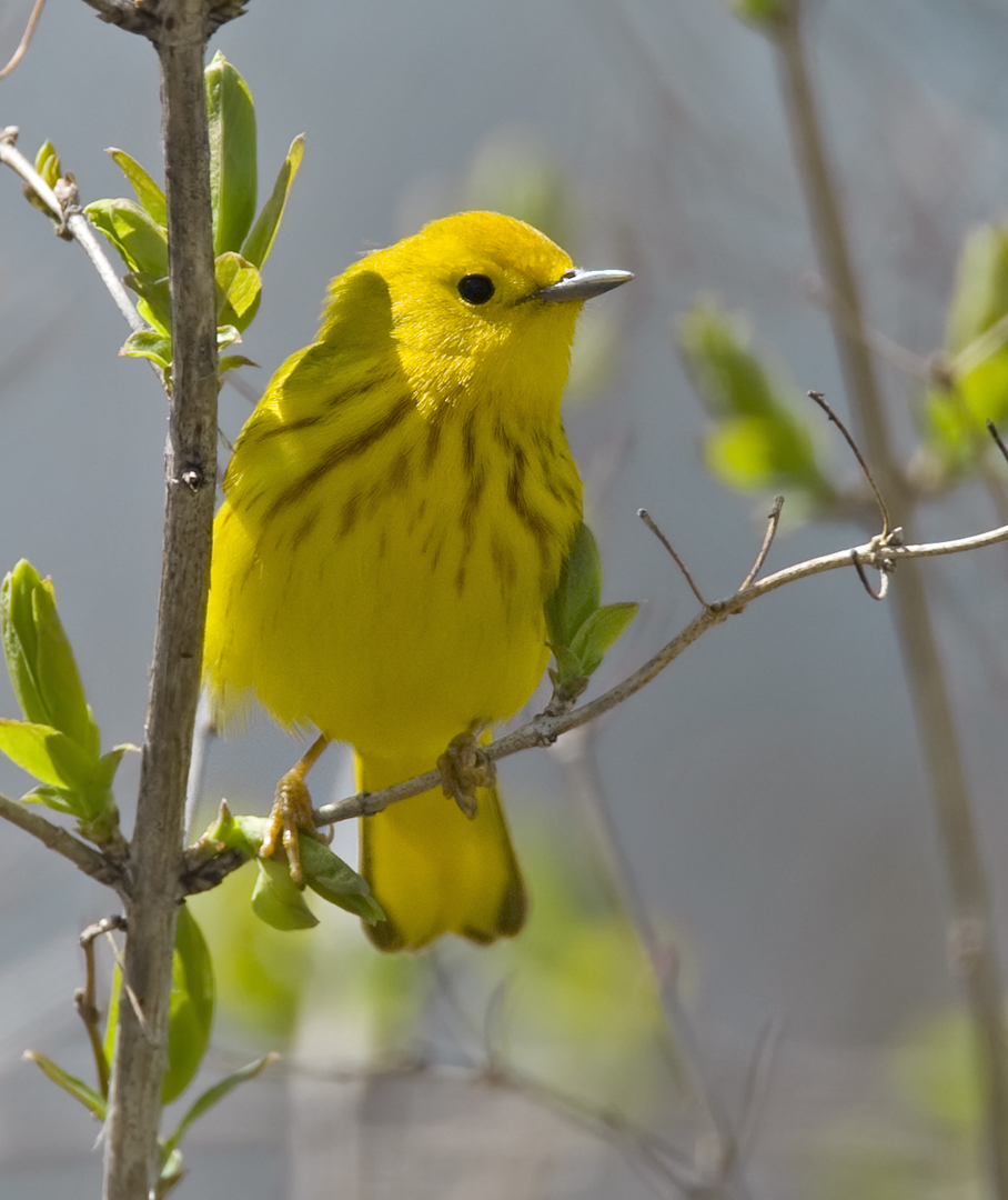 Yellow Warbler 5030