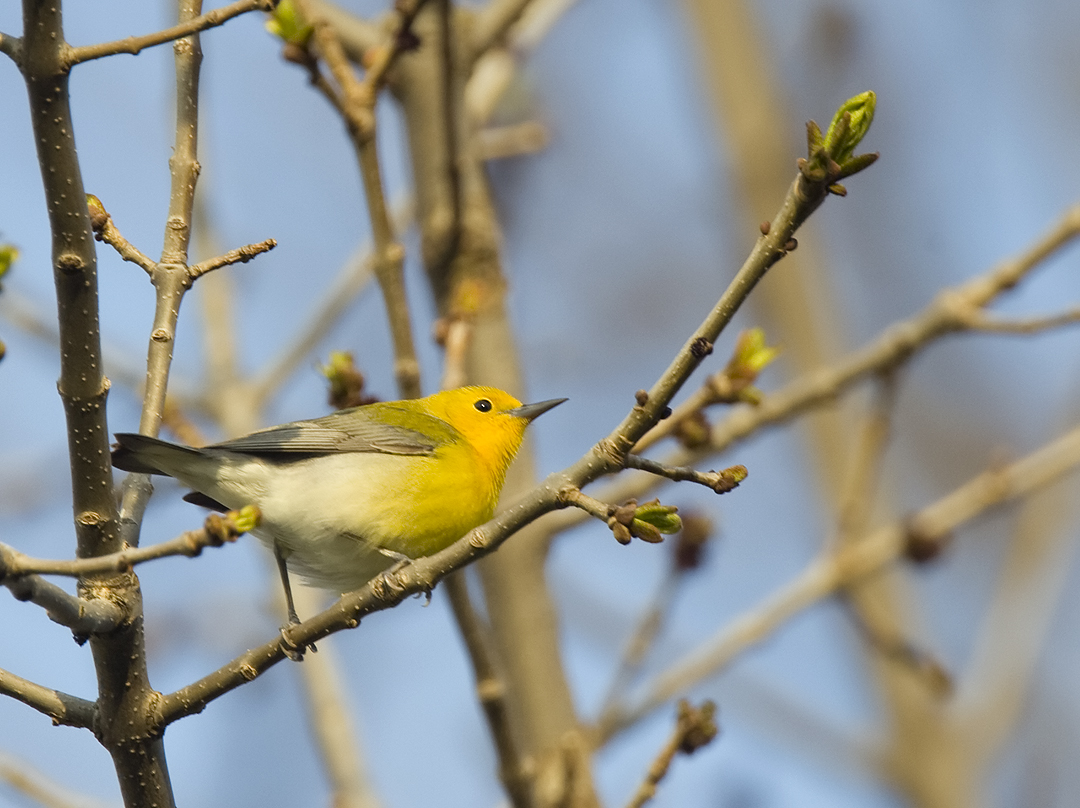 Prothonotary Warbler 6331