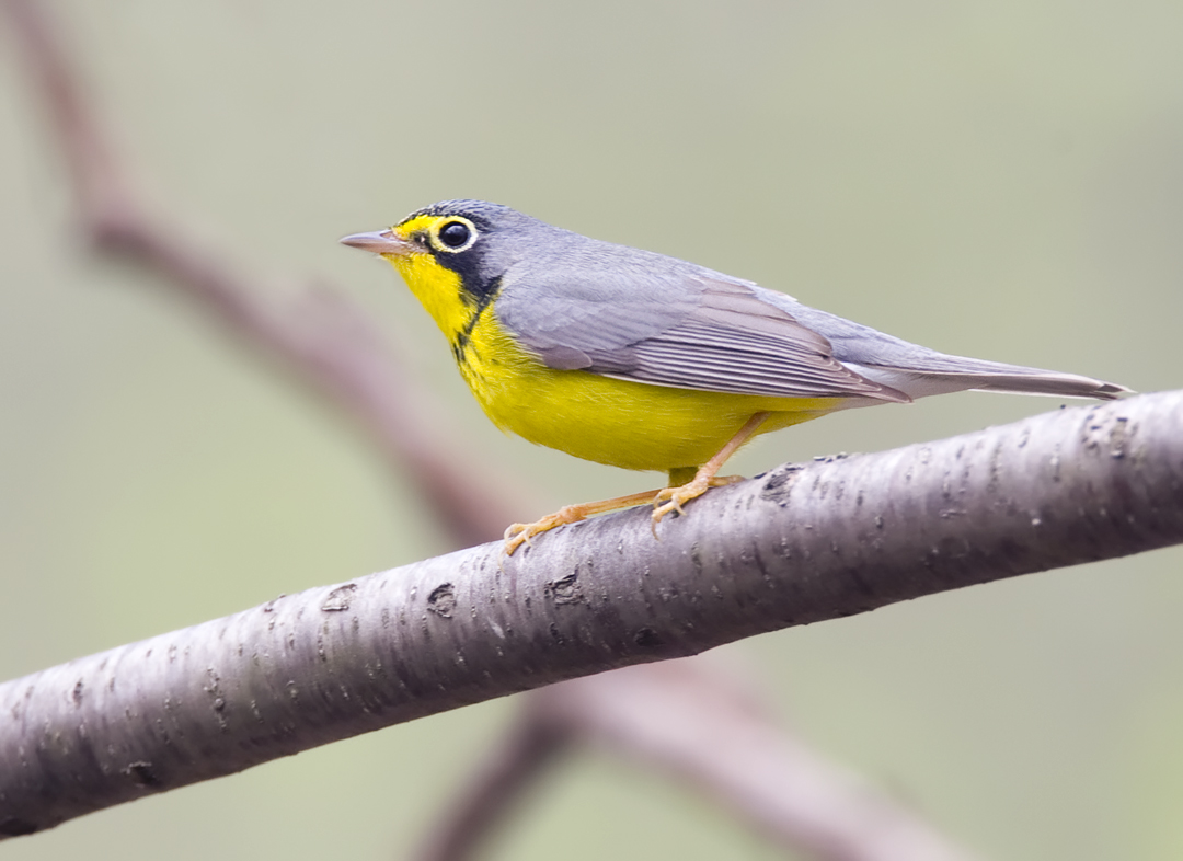 Canada Warbler 6214