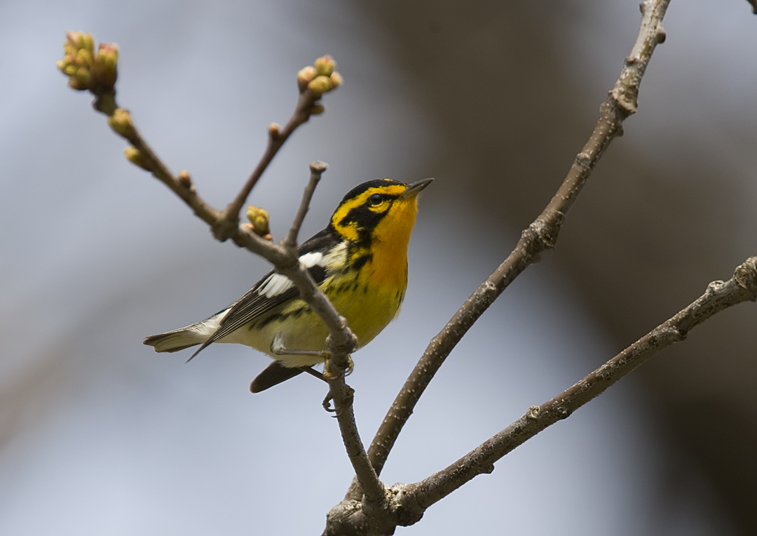 Blackburnian Warbler 6292