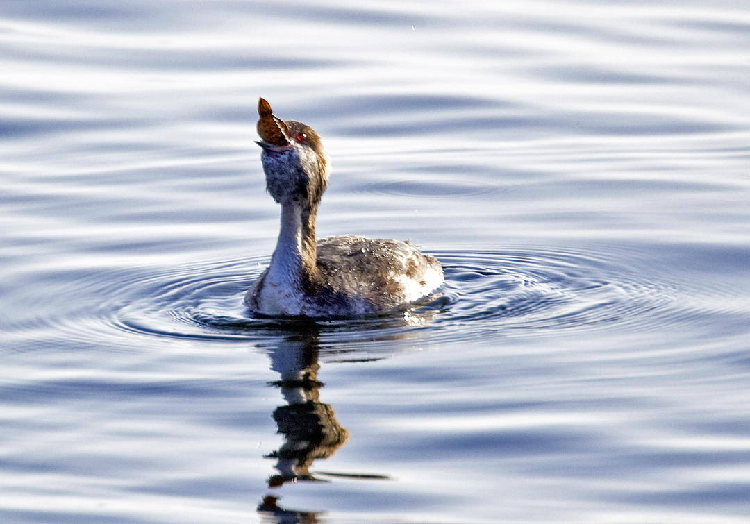 Horned Grebe with Lunch