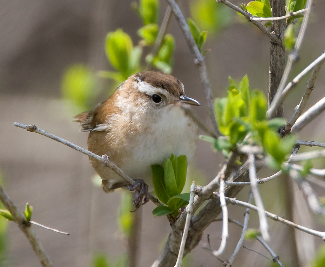 Marsh Wren