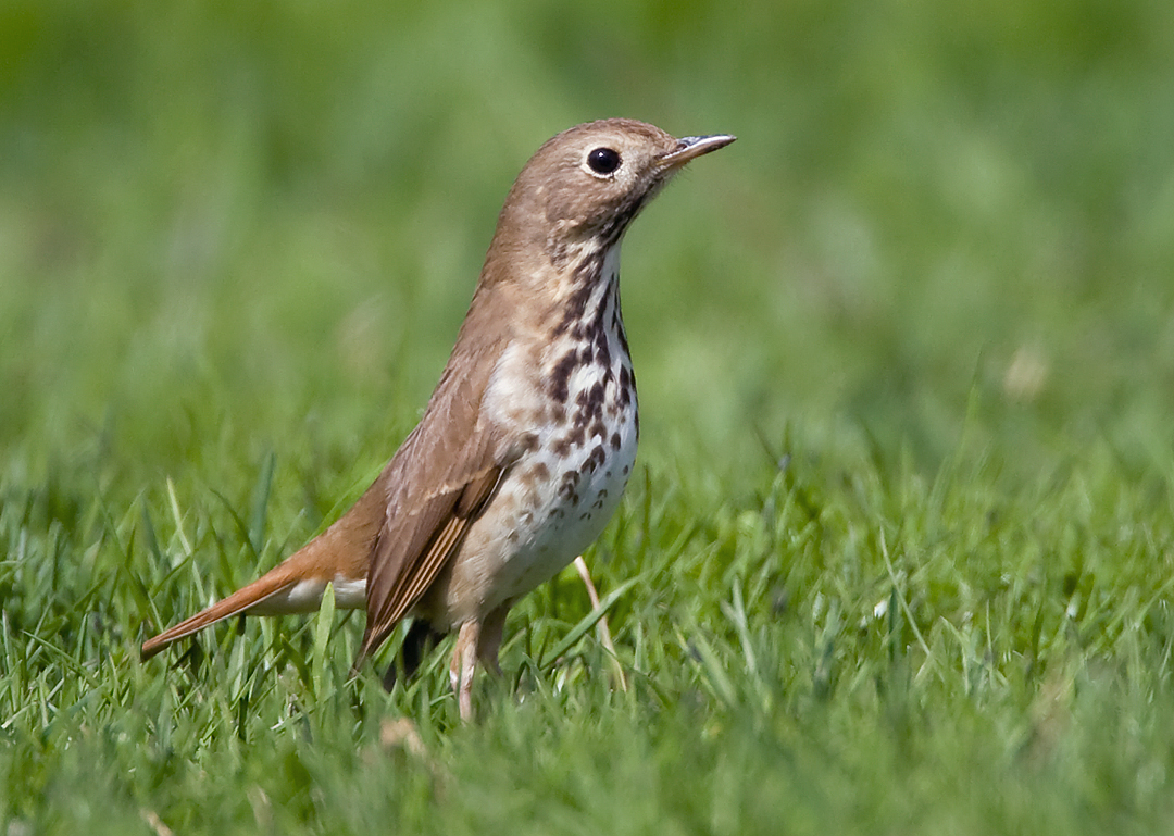 Hermit Thrush 2120