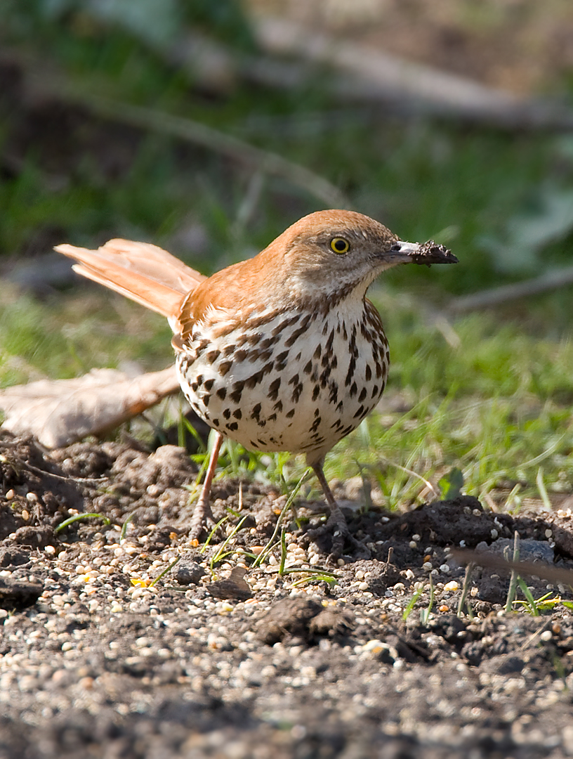 Brown Thrasher 2209