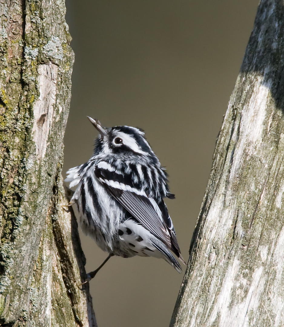 Black and White Warbler 2374