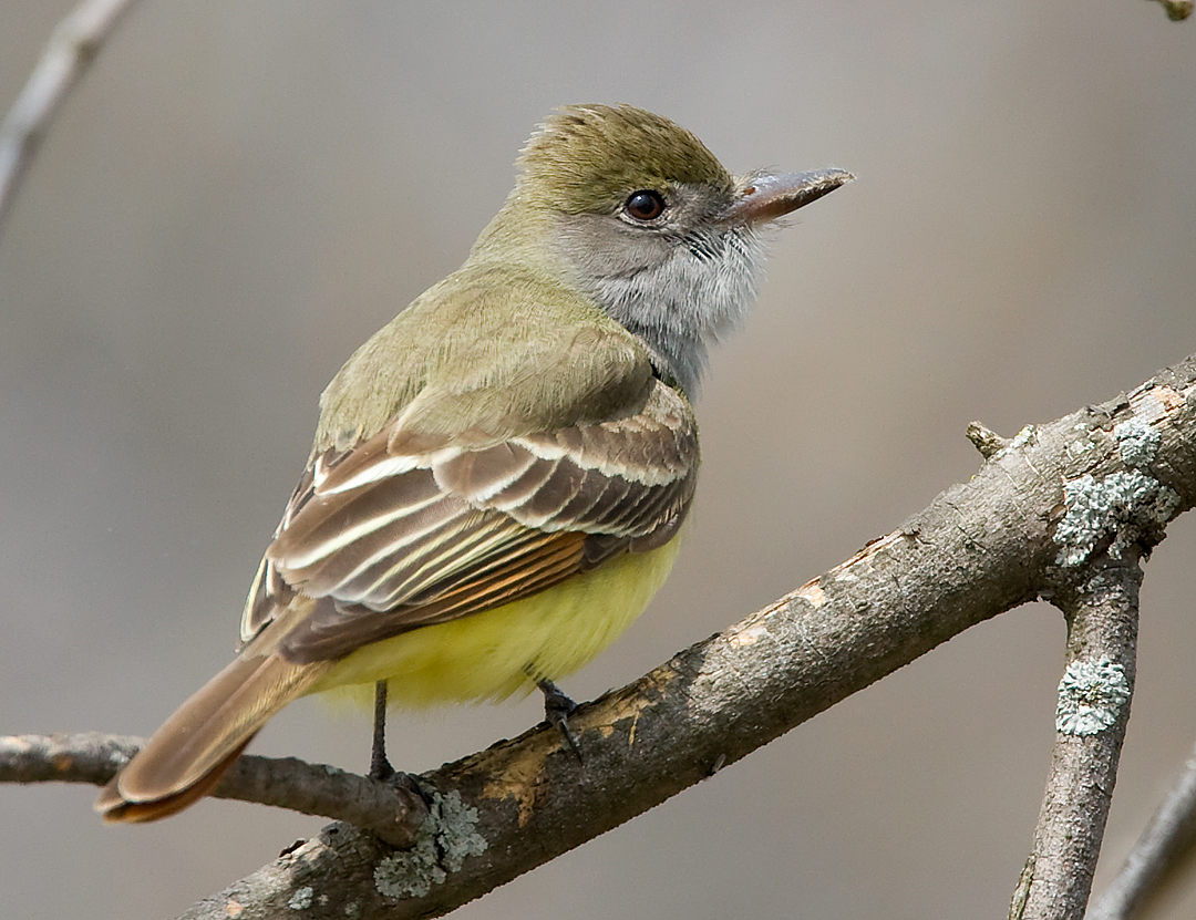 Great-crested Flycatcher 2745