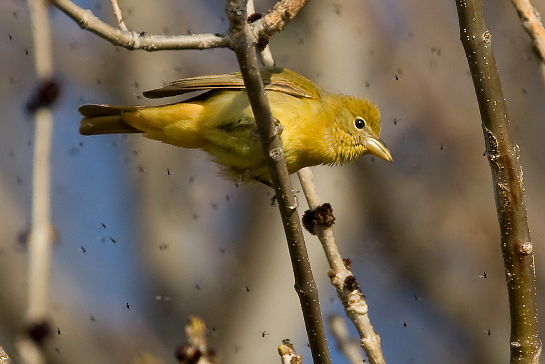 Female Summer Tanager 3284
