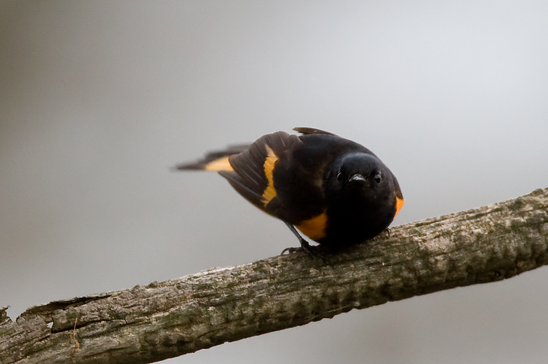 American Redstart 3860a