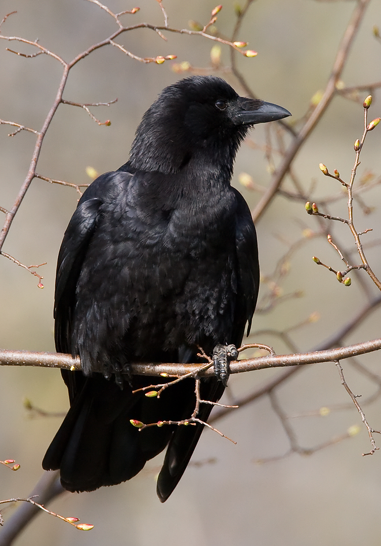 American Crow 4057.jpg