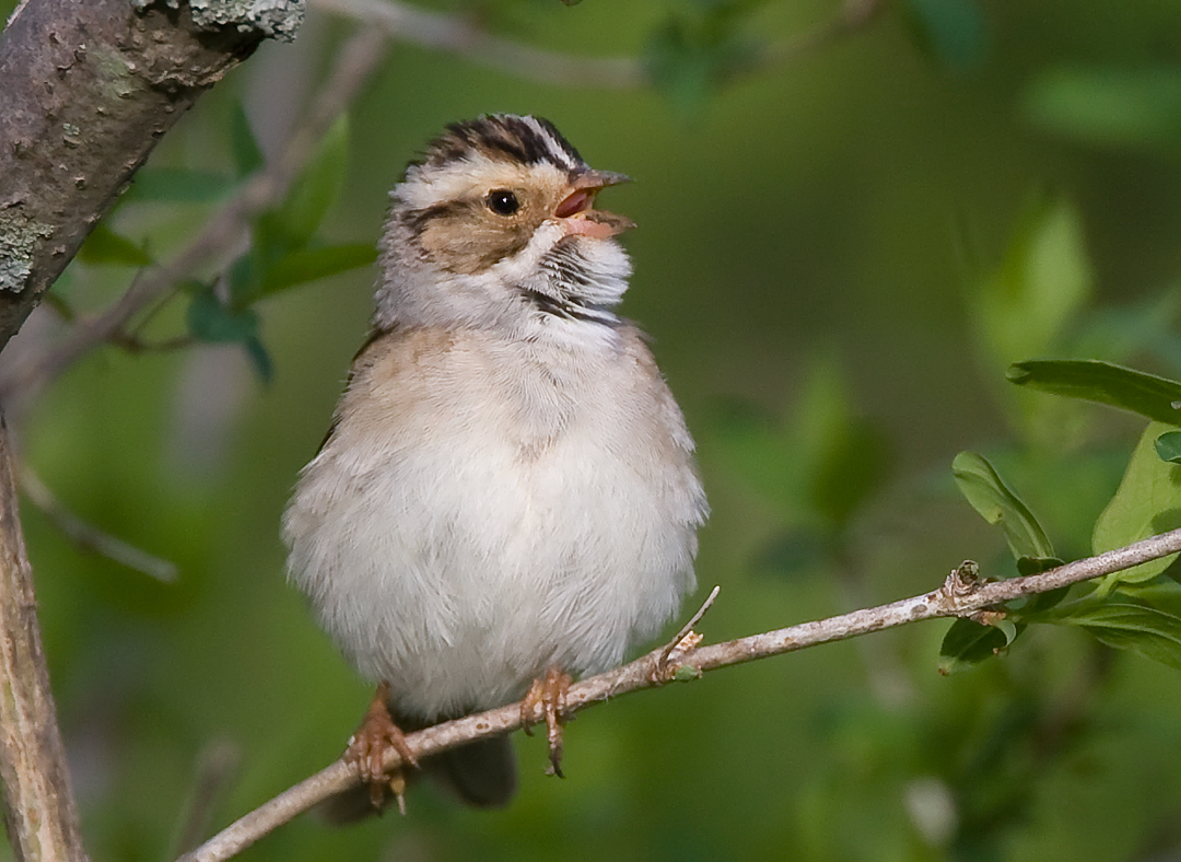 Clay-colored Sparrow 3967.jpg