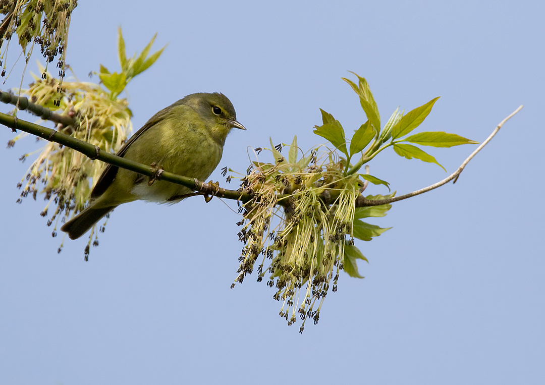 Orange-crowned Warbler 4017.jpg