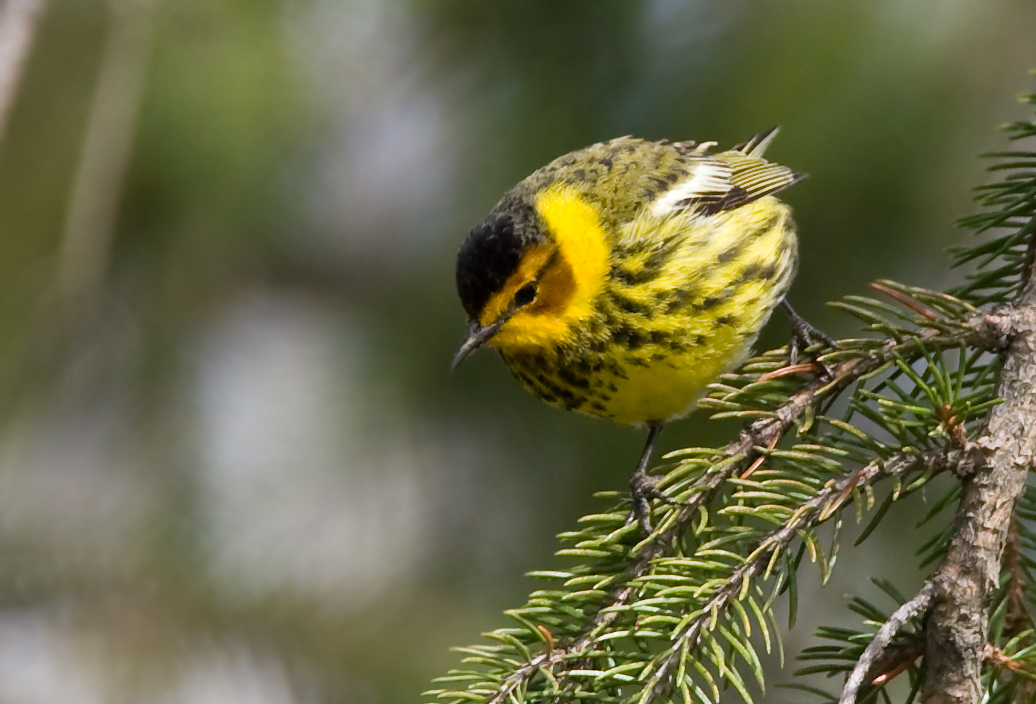 Cape May Warbler 4261.jpg