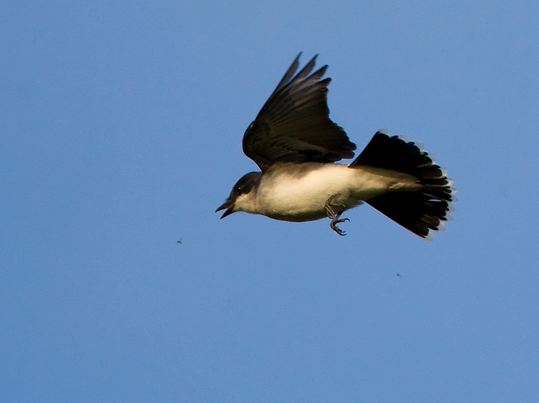 Eastern Kingbird catching a gnat 4680