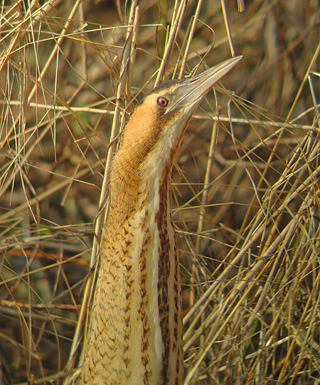 Roerdomp 14