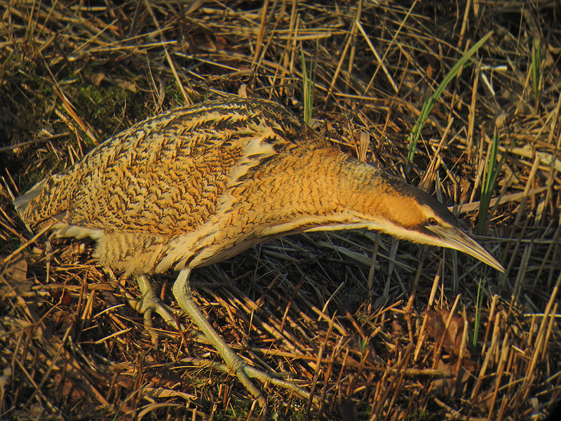 Roerdomp 16