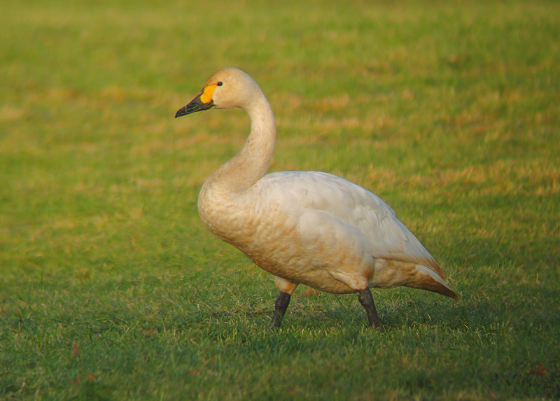 Kleine Zwaan 1