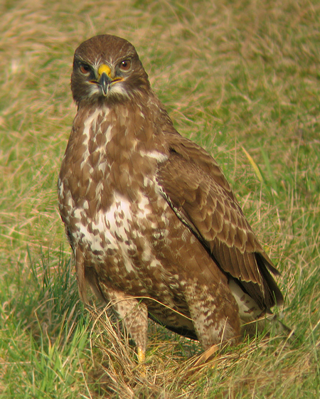 Buizerd 8
