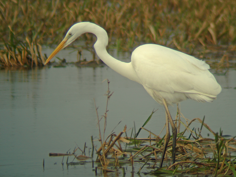 Grote Zilverreiger 5