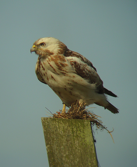 Buizerd 11