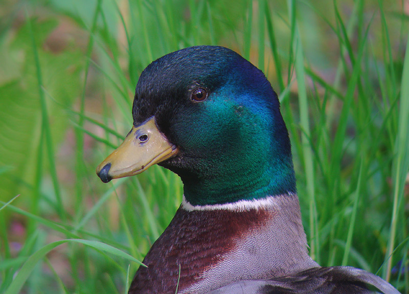 Wilde Eend 3