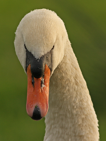 Knobbelzwaan frontal