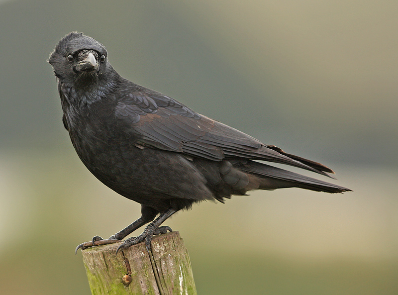 Zwarte Kraai frontal